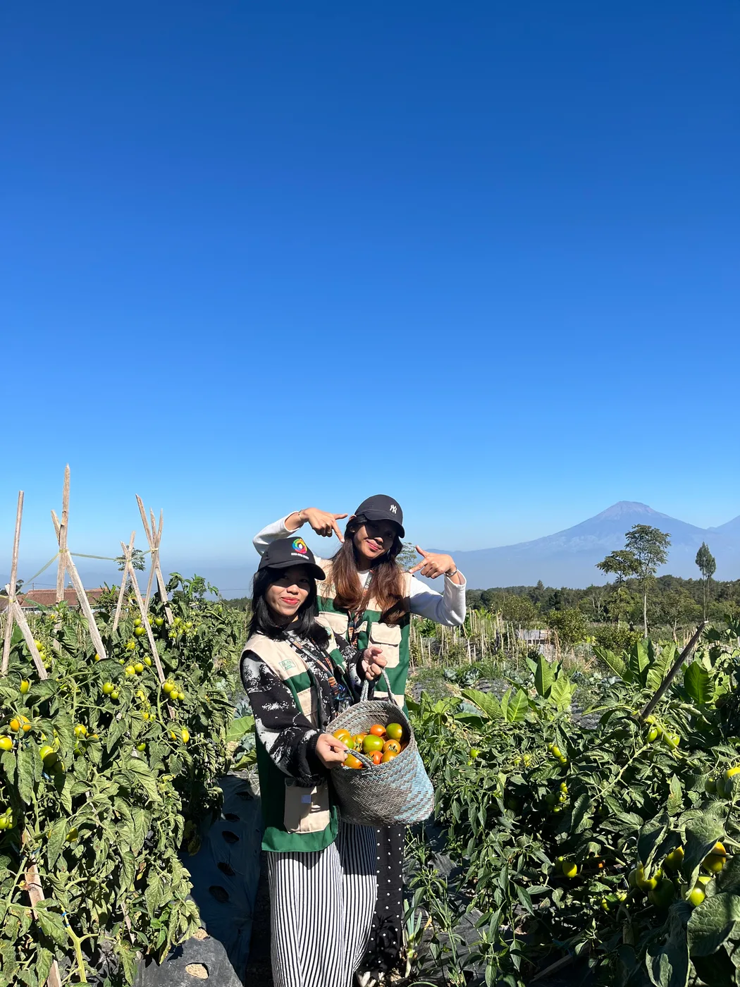 Dua anggota KKN berfoto di kebun tomat dengan gunung tampak di belakang mereka
