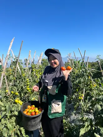 Seorang anggota KKN tersenyum sambil memegang beberapa tomat jingga di kebun