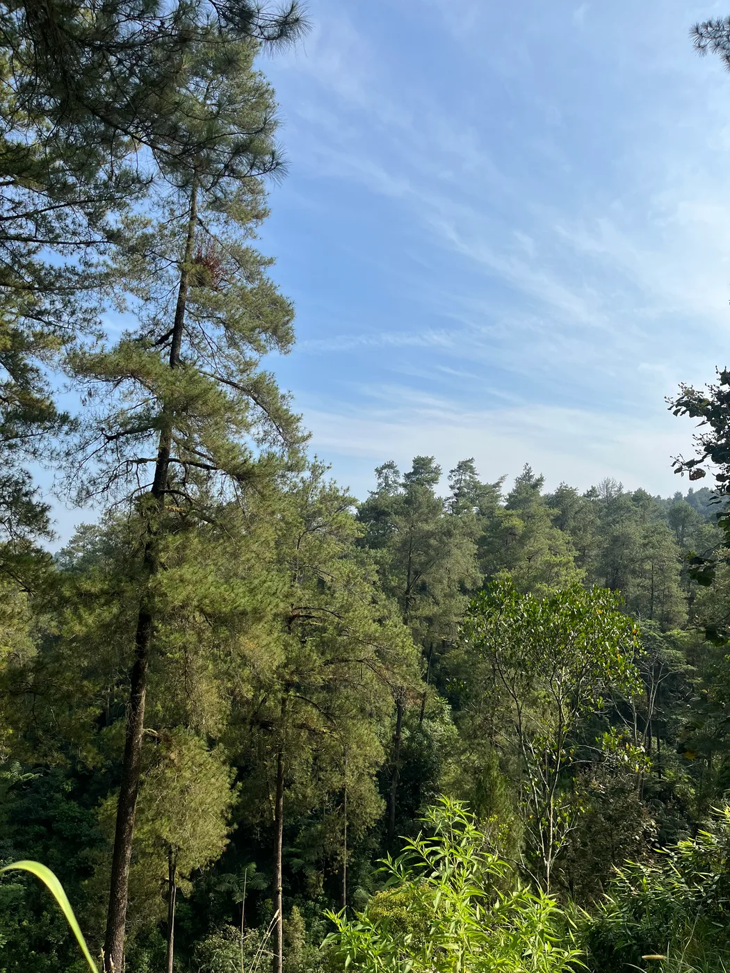 Pepohonan pinus tumbuh rapat di lereng hijau Sekendi di bawah cahaya siang
