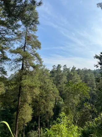 Pepohonan pinus tumbuh rapat di lereng hijau Sekendi di bawah cahaya siang