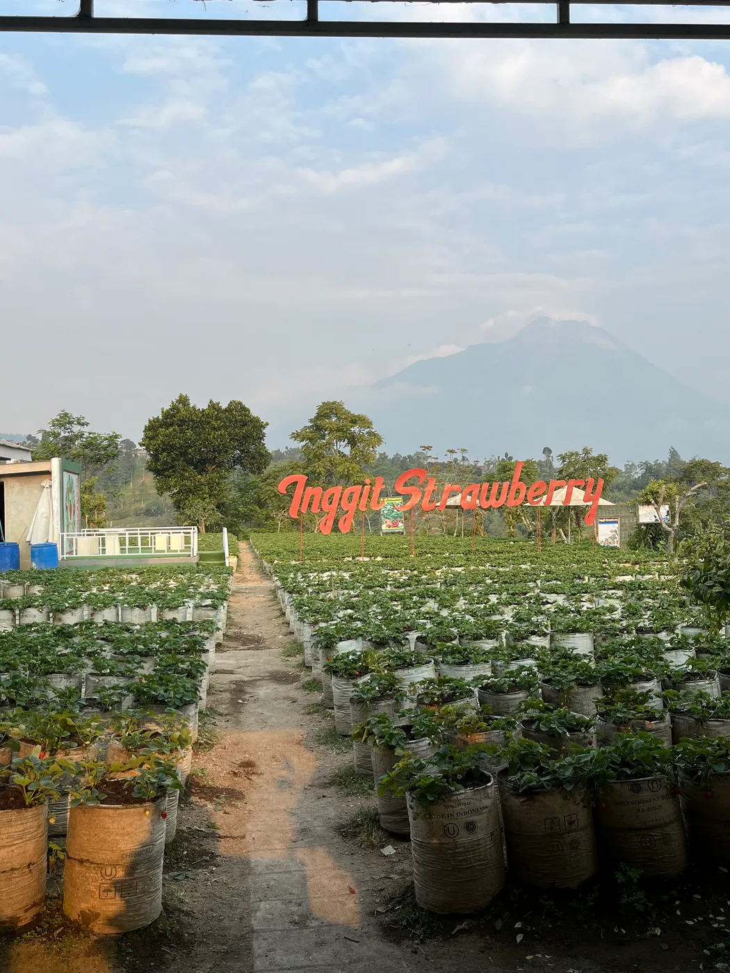 Jalan lurus membelah kebun sayur dengan siluet gunung terlihat dari kejauhan