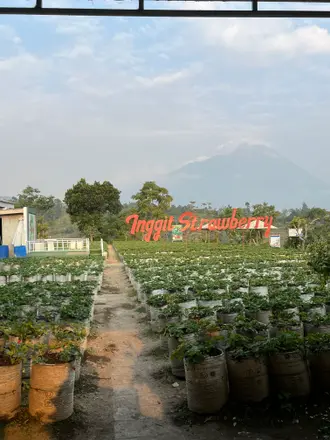Jalan lurus membelah kebun sayur dengan siluet gunung terlihat dari kejauhan